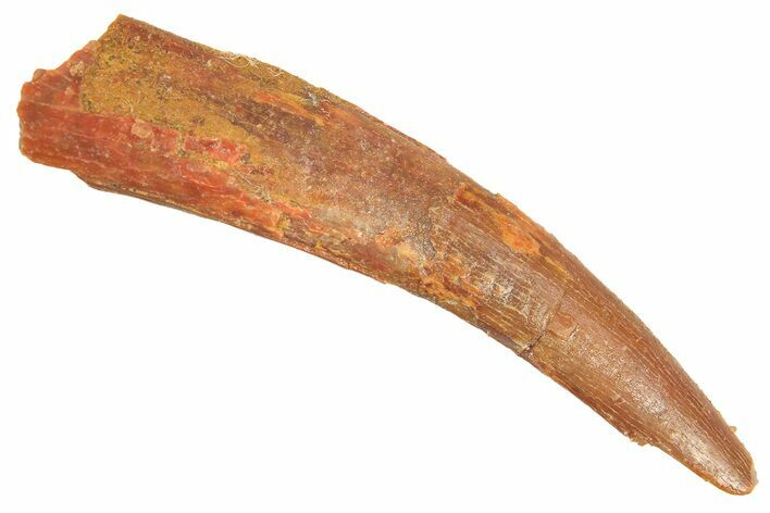 Fossil Pterosaur (Siroccopteryx) Tooth - Morocco #298532